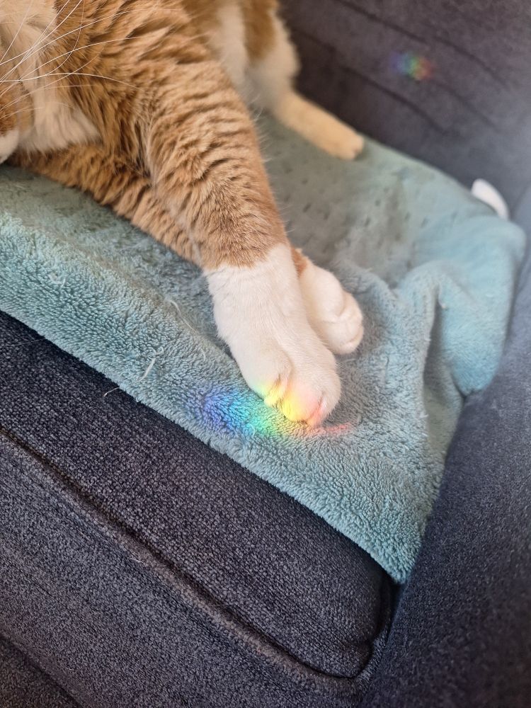A picture of an orange and white cat laying on her side, her face is just out of frame on the left. She's in a blue armchair, on top of a green heating pad. Towards the bottom right her front paws are outstretched, with a rainbow half on her paw, half on the heating pad. 