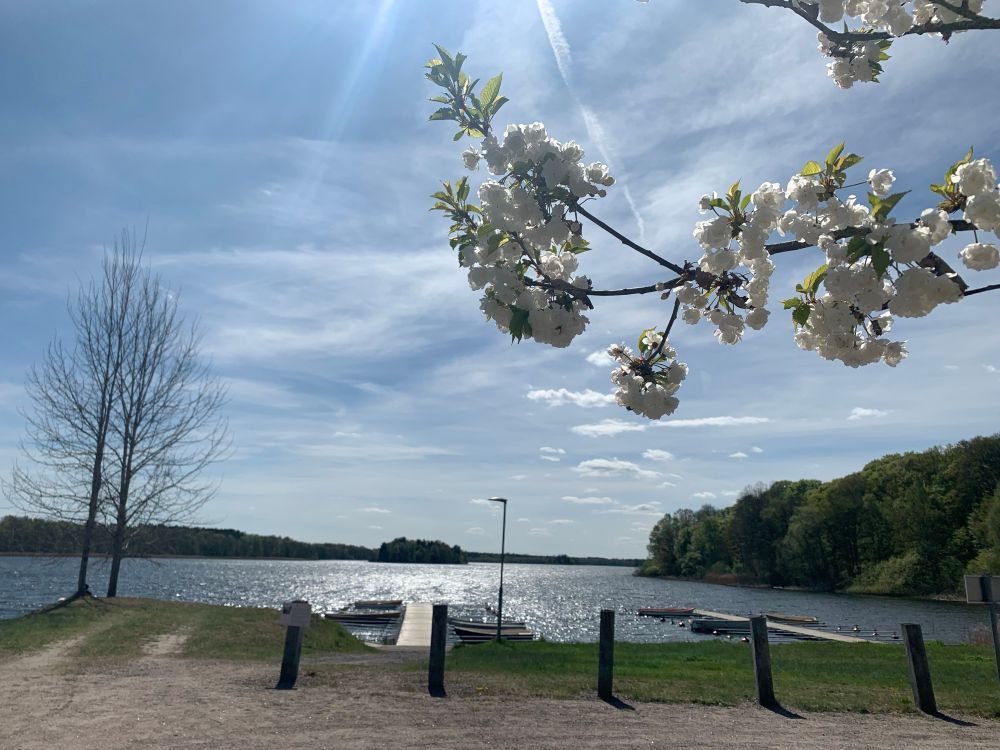 A sunlit lake. In the foreground are the branches of a tree heavy with white flowers