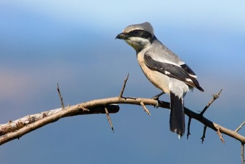 A shrike. A grey/white bird with a black stripe across his face and a tiny hooked beak. So cute. And also they impale mice, lizards, and other prey on thorns.
