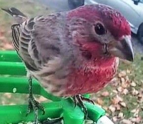 Rose breasted finch