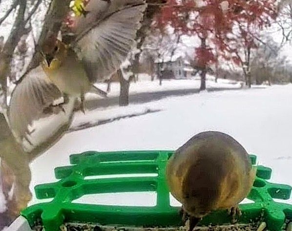 nothing stops the finches