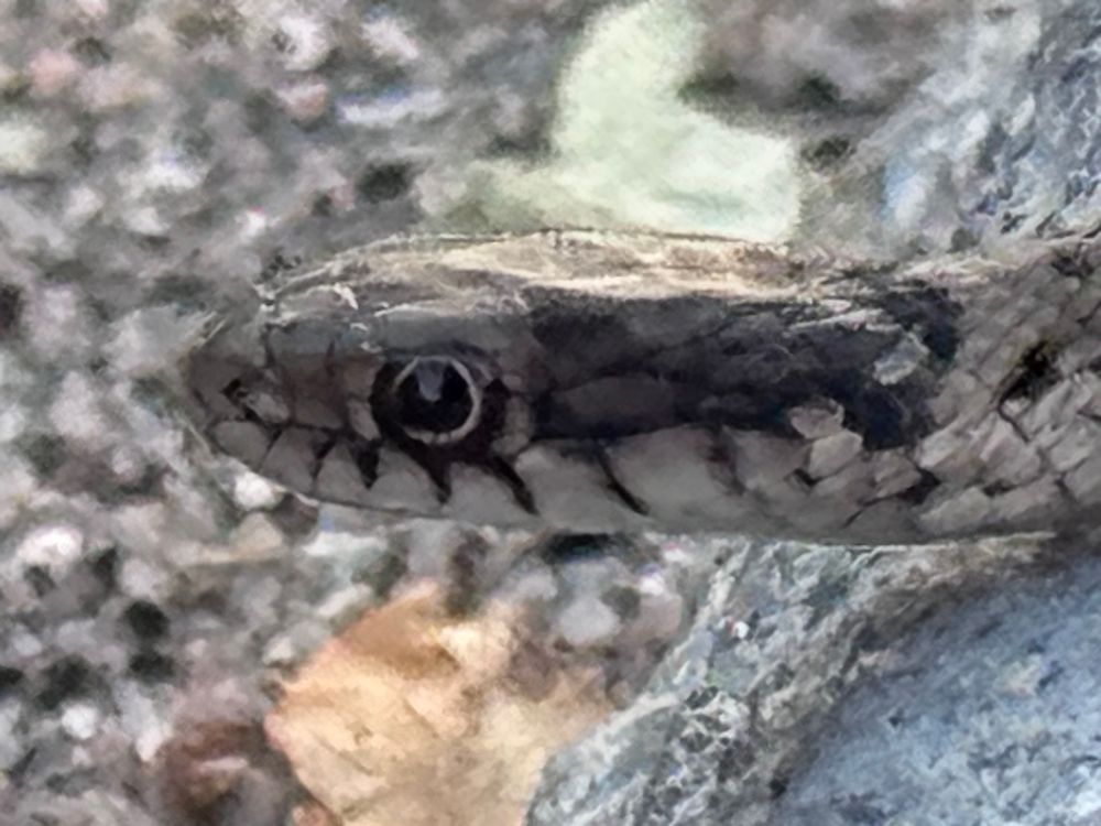 A side view of the same small snake 