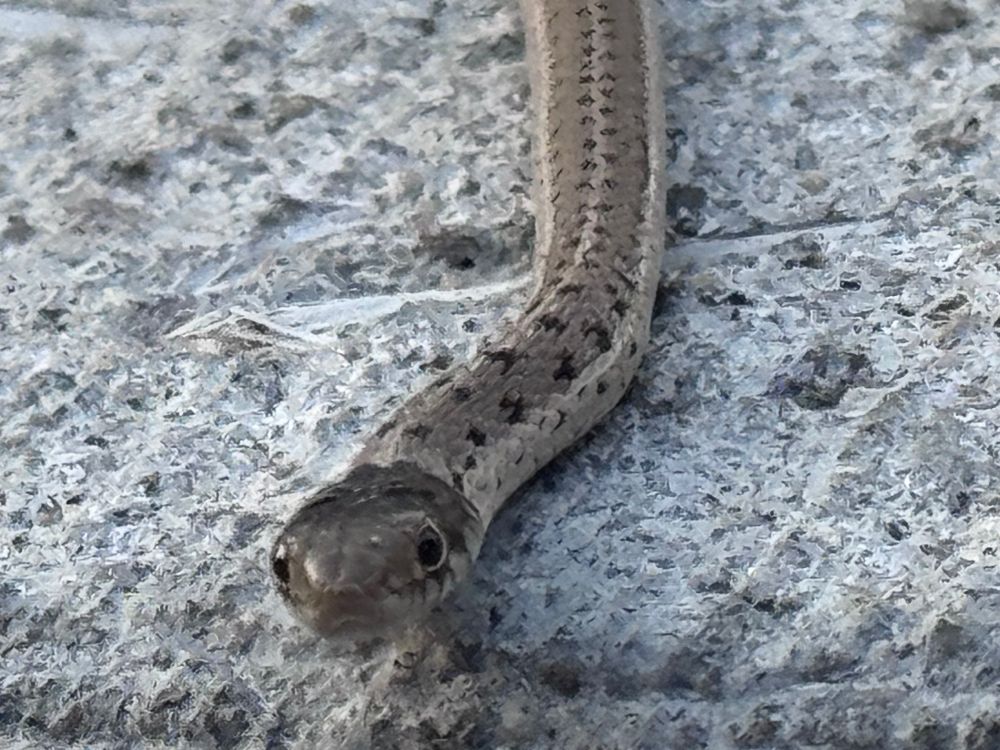 A picture of a very small snake. 
