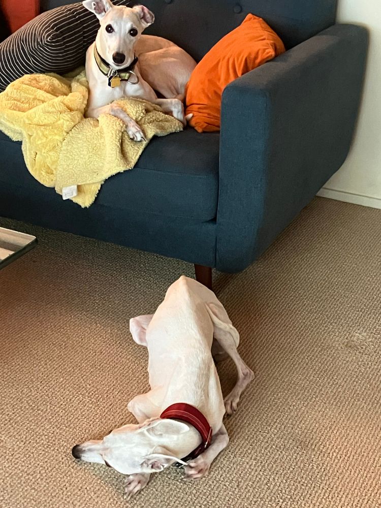 Truvy the tan whippet posing cutely on a green couch; Shelby the white whippet on the floor in a position you didn’t know a dog could adopt, contorted beyond reason 