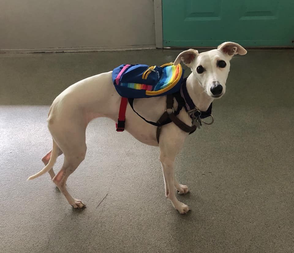 a white whippet who looks comically eager to please sporting a rainbow-colored mini knapsack on her slim houndly body