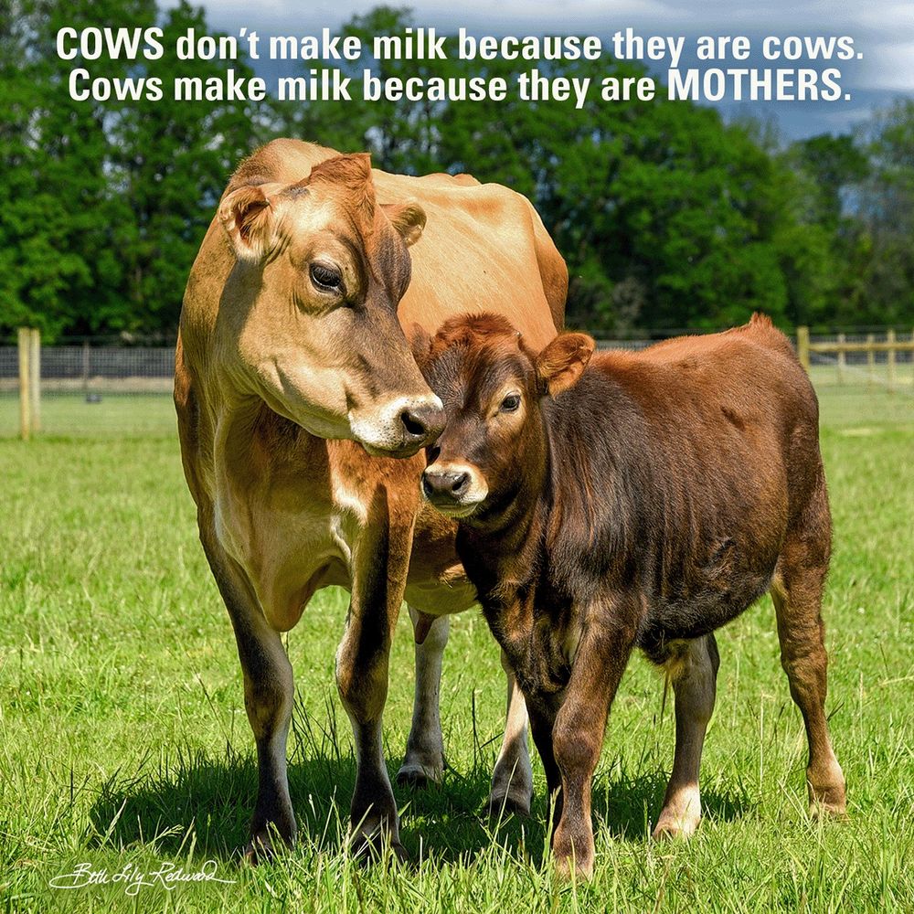 Cow's milk is for baby cows. Mother cow nurtures her precious baby in the safety of a sanctuary.