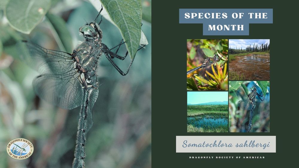 Dragonfly Stomathoclora perching on a plant. Stomatochola sahlbergi is the species started in the Species of the month, blog of the Dragonfly Society of the Americas. Photos of the habitats of Stomatochlora: ponds in taiga forest