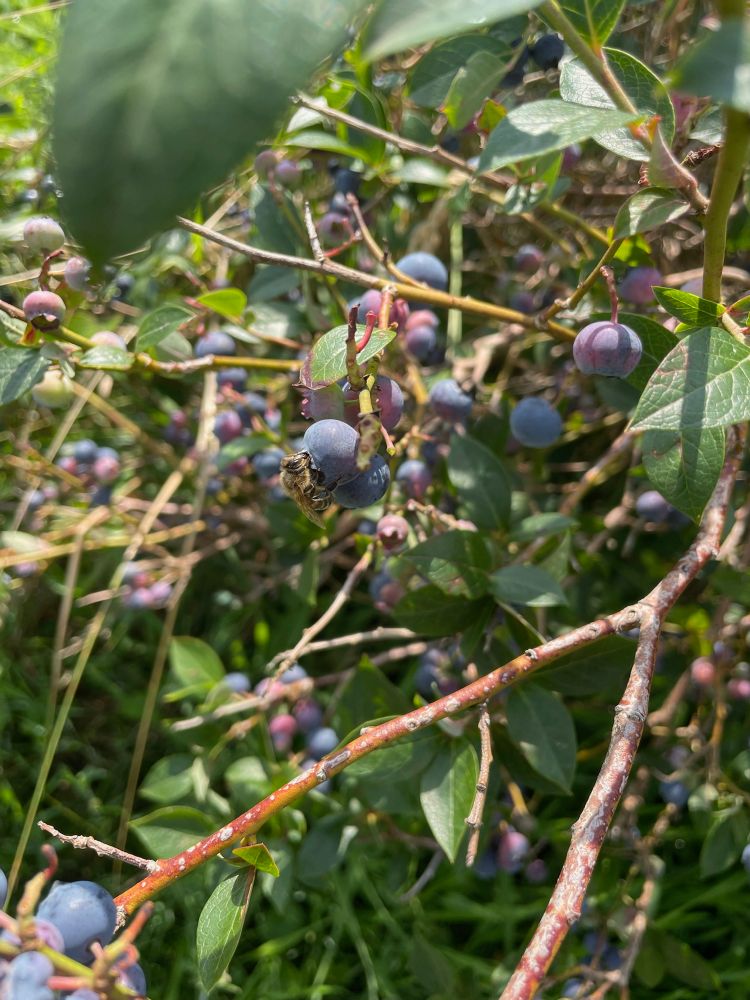 Nahaufnahme Heidelbeeren am Strauch