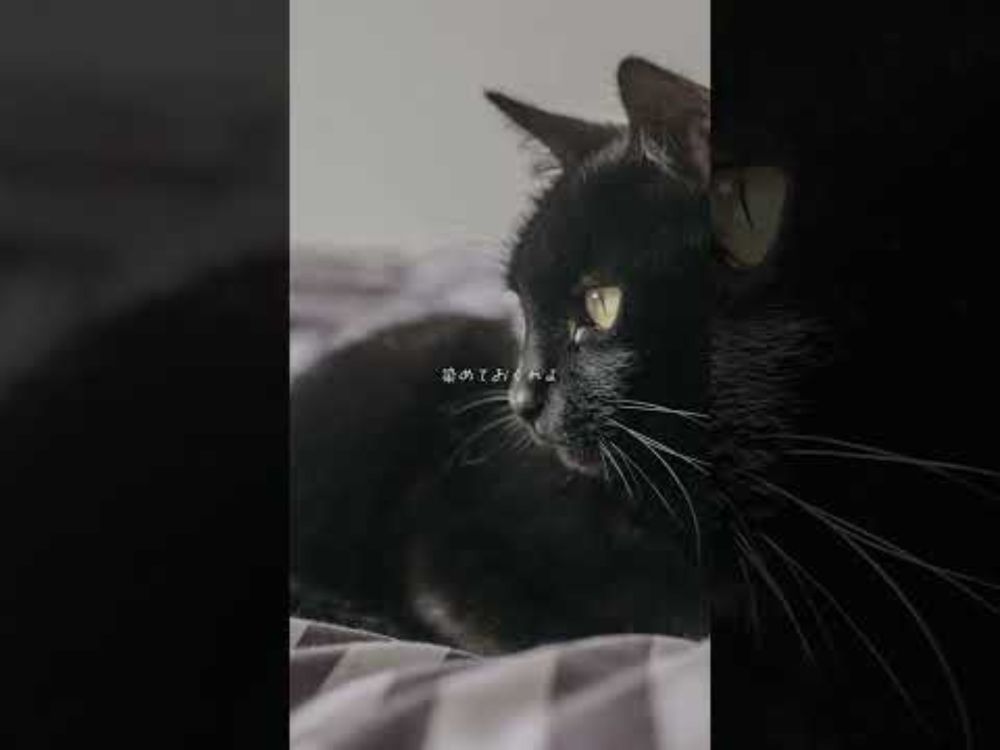#ねこ＃猫部＃猫＃猫好きさんと繋がりたい＃猫好き＃保護猫＃保護猫活動＃猫部＃cat#ぬこ＃地域猫＃保護子猫＃子猫＃猫のいる生活＃猫写真＃黒猫＃猫がいる暮らし＃にゃんこ#ネコハラ