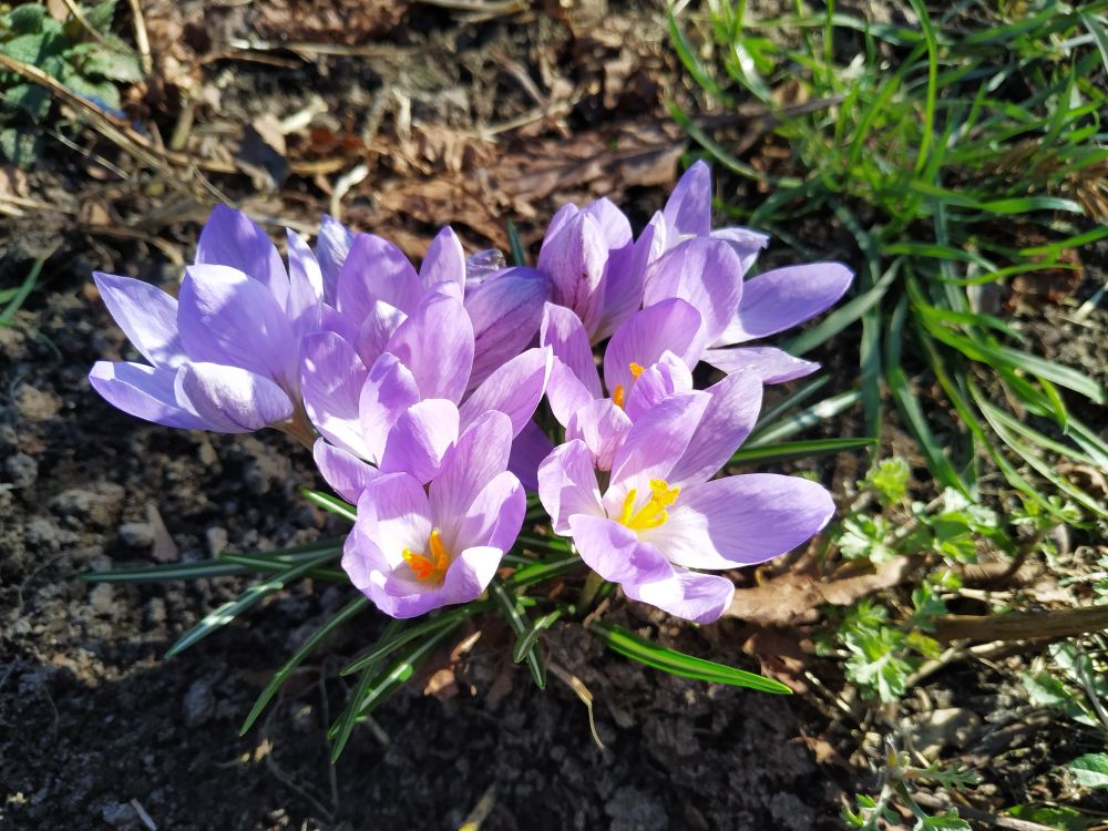 A photo of blooming lila crocuses under the sun