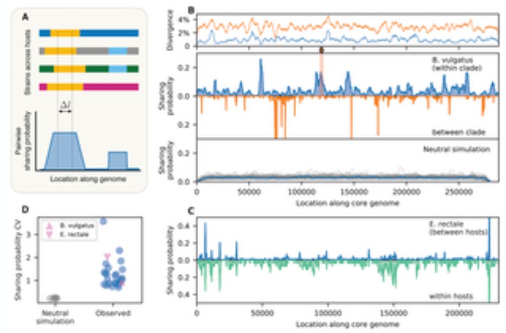 Dynamics of bacterial recombination in the human gut microbiome