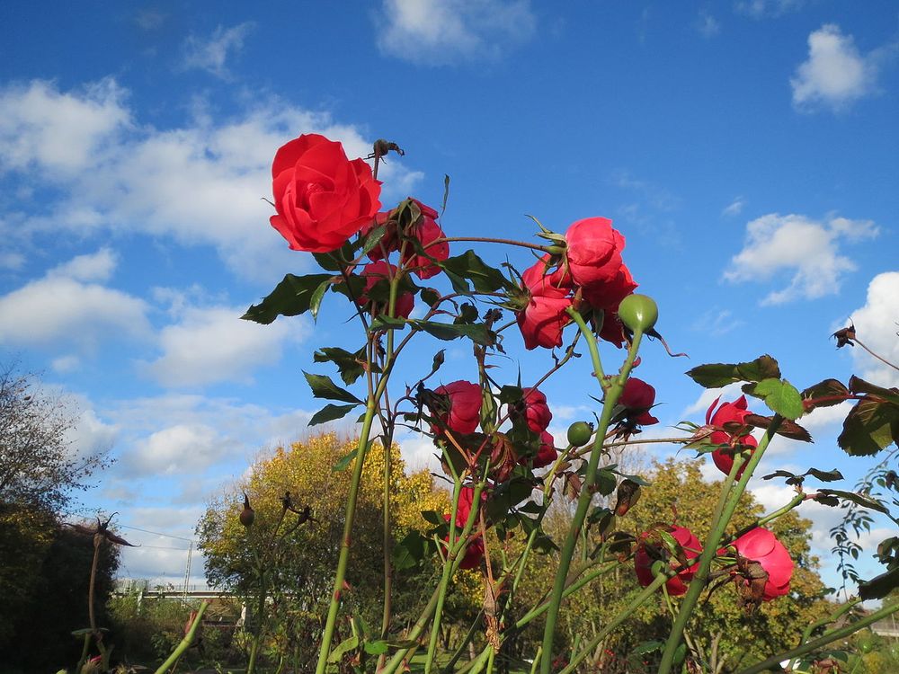 Rote Rosenblüten und Hagebutten an wenig belaubten Stengeln unter heiterem Novemberhimmel. 