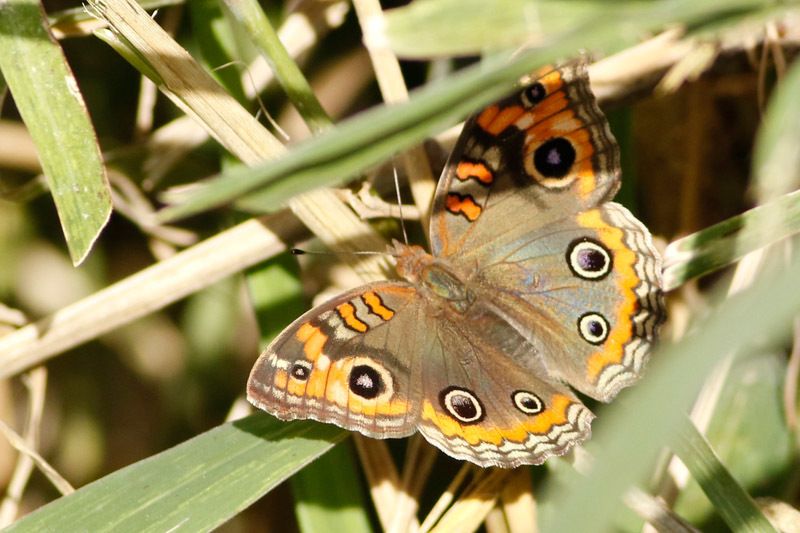 Orange/gelb/grau gemusterter Schmetterling mit scharz/weißen Augen auf der Flügeloberseite.