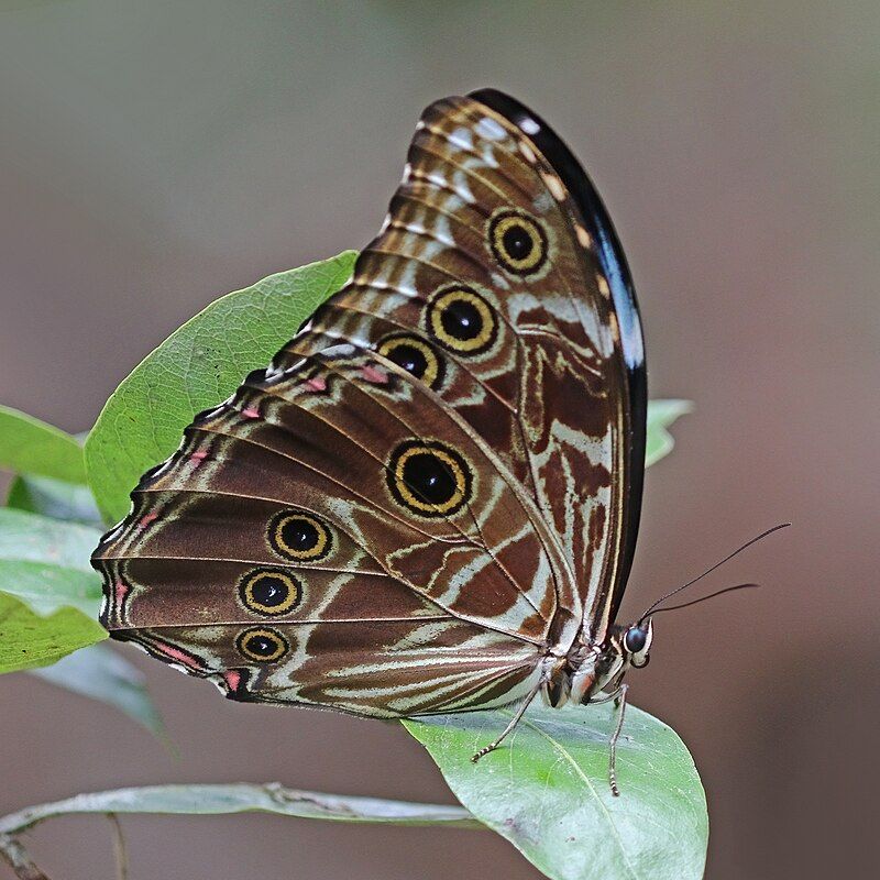 Schmetterling mit brauner Flügelunterseite, darauf weiße Streifen, viele Augen und schwach rosa Fleckchen.