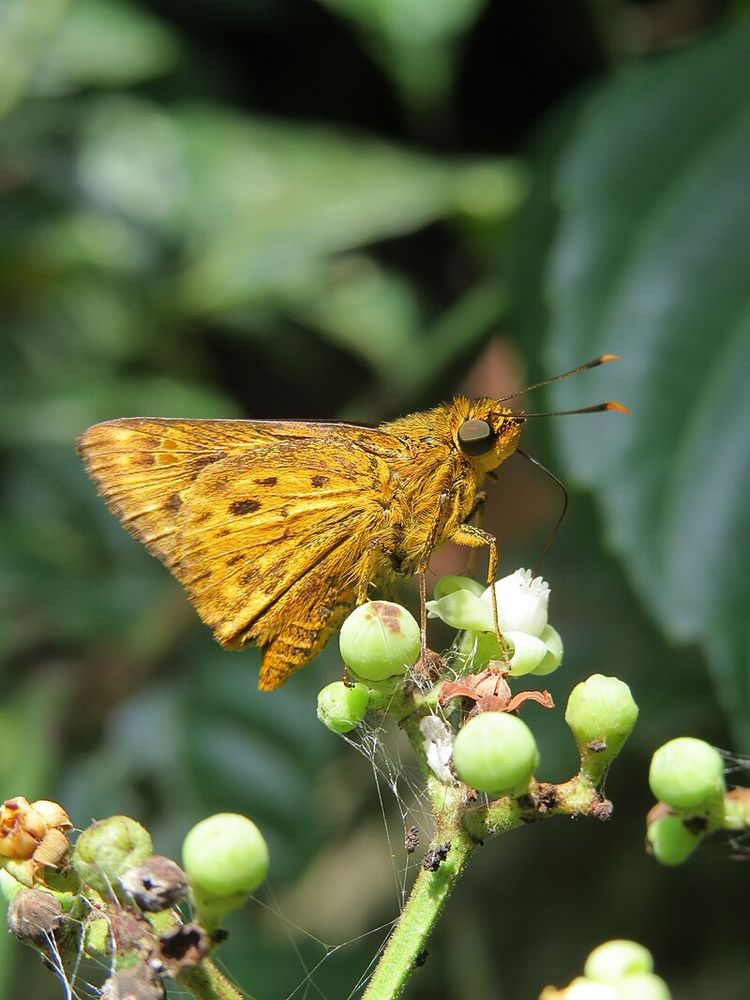 Dunkelgelber Schmetterling, stark geäderte Flügel, schwarze, zum Ende hin keulenartig verdickte und orange Fühler, dunkle Augen.