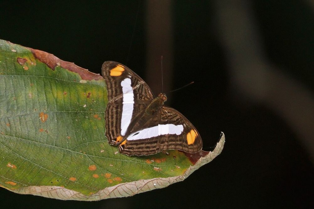 Graubrauner Schmetterling. Je Seite mit einem weißem Streifen vom hinteren zum äußerem Flügelende verlaufend. Am Ende der Streifen dunkelgelbe Flecken, sonst dezentes Linienmuster (Flügeloberseite).