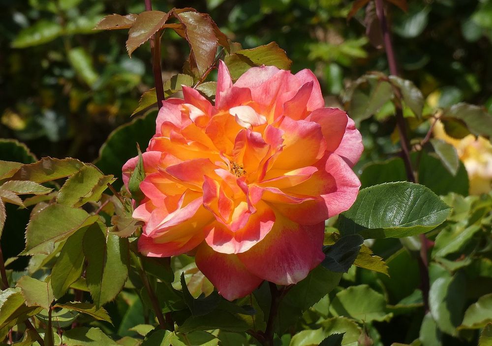 Gefüllte runde Rosenblüte. Staubgefäße gerade noch sichtbar, Blütenblätter innen orange, außen rosa.