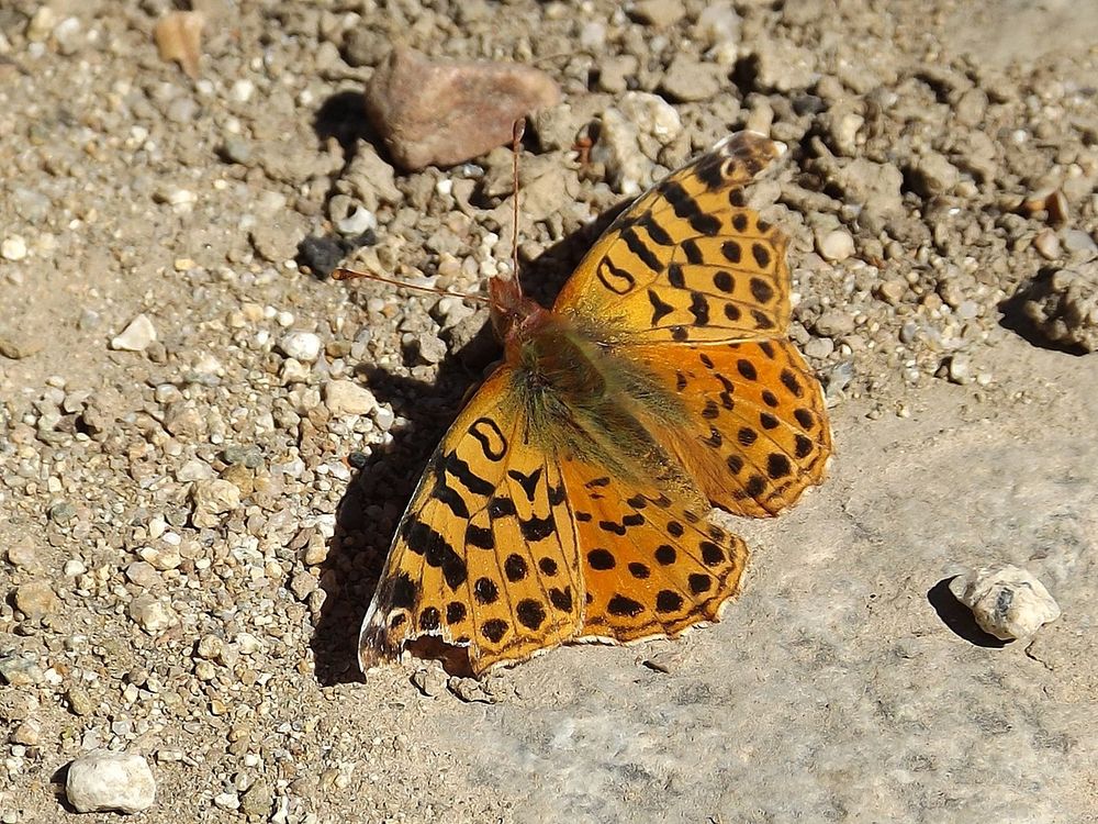 Schmetterling mit orange/bräunlicher, dunkel gepunktet/gefleckter Flügeloberseite.