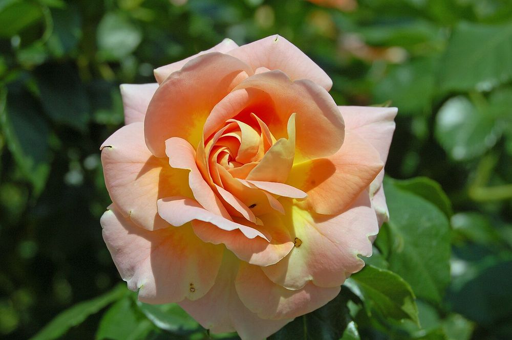 Gefüllte, zweifarbige Rosenblüte in hellen Rosa und Gelbtönen.