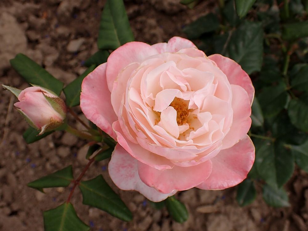 Dreiviertel gefüllte, aufgeblühte Rose in zarten Pink, daneben eine Blütenknospe in derselben Farbe.