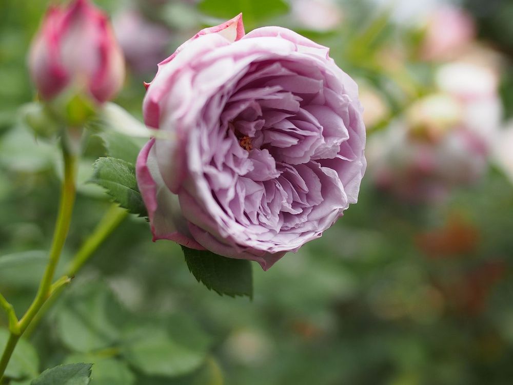 Stark gefüllte runde Rosenblüte in blassem Lila. unscharfe aufgehende Blütenknospe im Hintergrund.