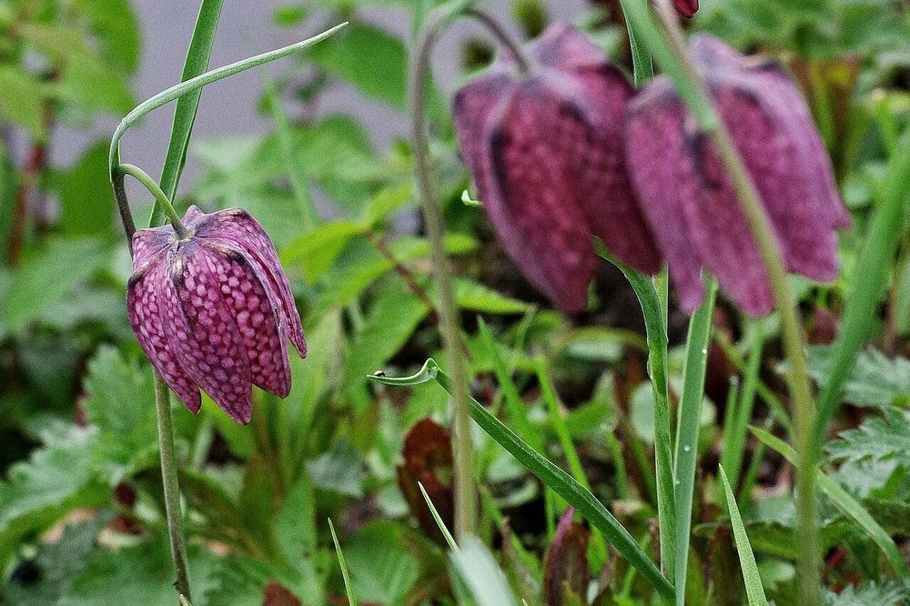 Violette, glockenförmige hängende Blüte. Dunkler Grundton mit regelmäßig verteilten helleren Flecken. Erinnert mit etwas Fantasie an ein Schachbrett.