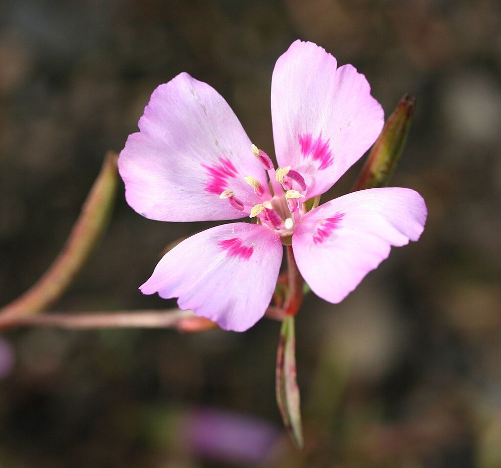 Weiß/zartrosa Blüte mit vier auseinanderstehenden, fast dreieckigen Blütenblättern, die jeweils ein dunkleres rosa Fleckchen in der unteren Mitte haben.