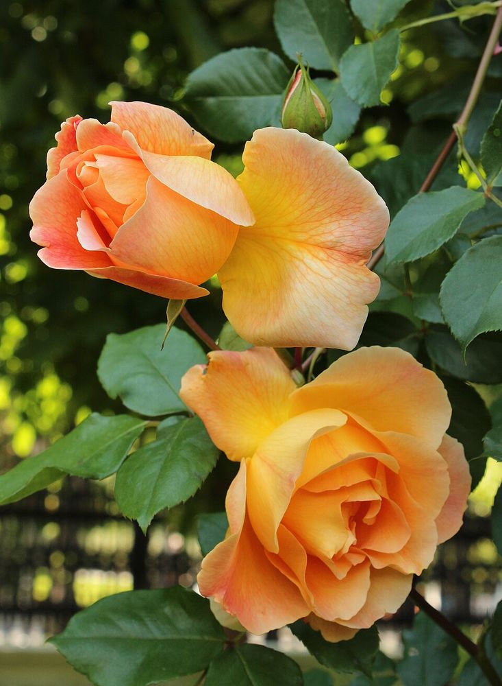 Zwei hochgebaute Rosenblüten, gefüllt und zwischen gelb- und rotorangenen Farbtönen changierend.