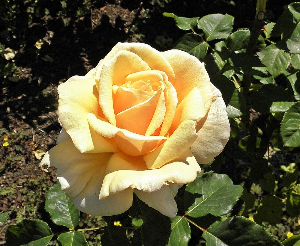 Gefüllte Rose in hellem, pastelligem creme/orangeton. 