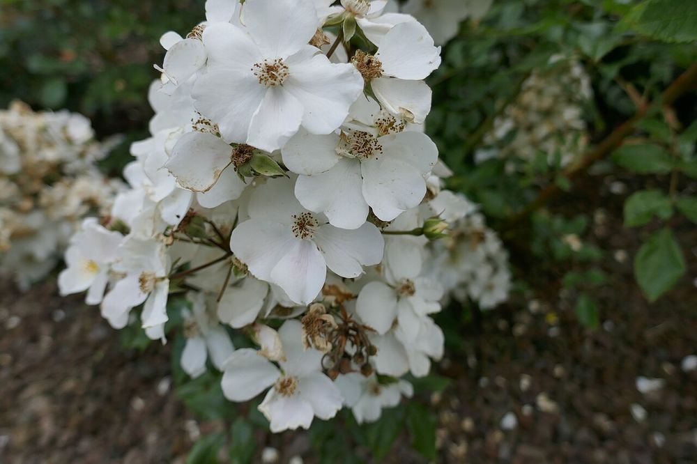 Büschel schneeweißer ungefüllter Rosenblüten mit 5 Blütenblättern und dunklen Staubgefäßen.