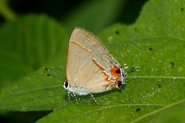 Grauer Schmetterling mit dunkel/hell geringelten Beinen und Fühlern und orange getönter Flügelunterseite. Darauf eine dünne Linie in kräftigen orange und am hinteren Flügelende Schwänzchen und zwei Flecken in derselben Farbe, beide aber noch mit einem schwarzen Punkt.