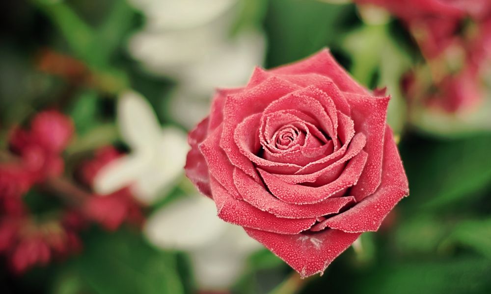 Gefrorene rote gefüllte Rosenblüte, durch die Eiskristalle aufgehellt.