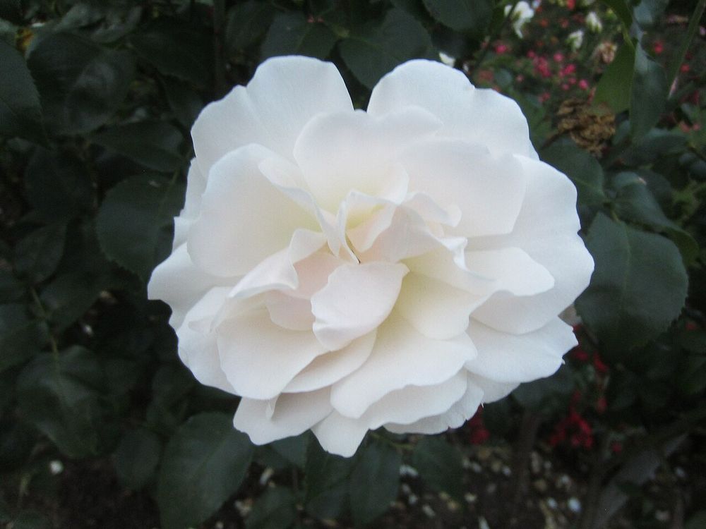 Dreiviertelgefüllte weiße Rose, mit einem kaum wahrnehmbaren Hauch von rosa im Blütenzentrum.