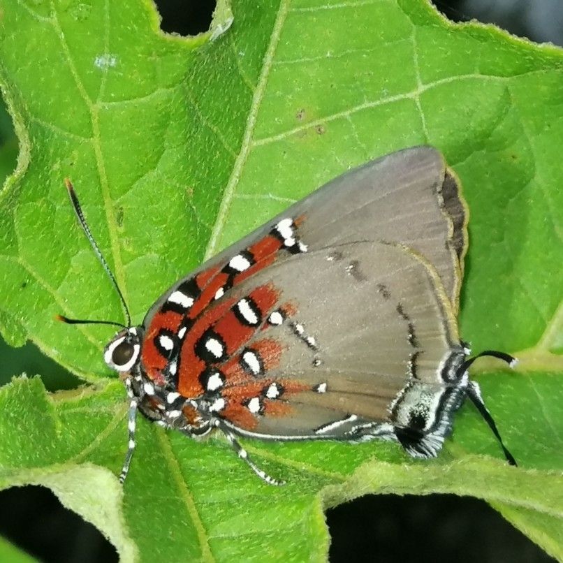 Schmetterling mit grauweiß geringelten Beinen und hinten grauen Flügeln, vorne rot mit von schwarzen Ränder umgebenen weißen Flecken. Schwänzchen am hinteren Flügelende.