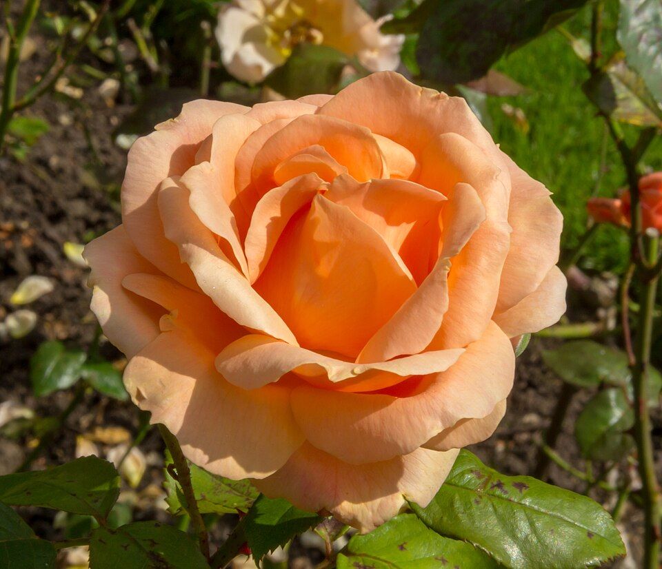 Gefüllte, kugelige apricotfarbene Rosenblüte.