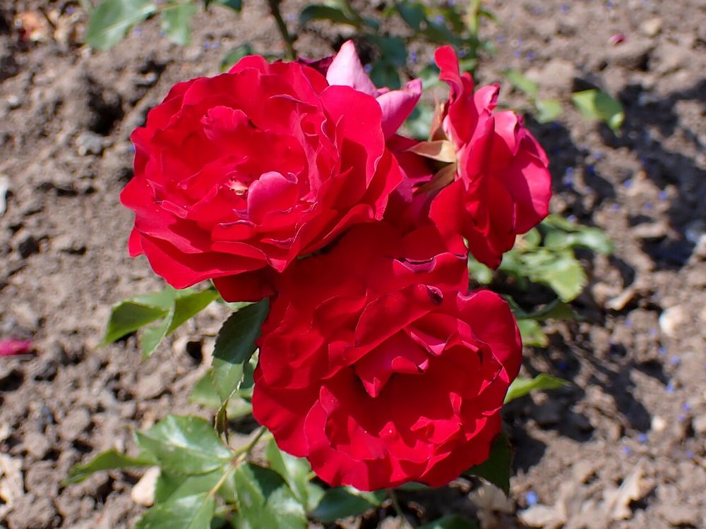 Drei Blüten einer dreiviertelgefüllten roten Rose