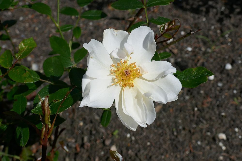 Schwach gefüllte, reinweiße Rosenblüte mit deutlich sichtbaren gelben Staubgefäßen.