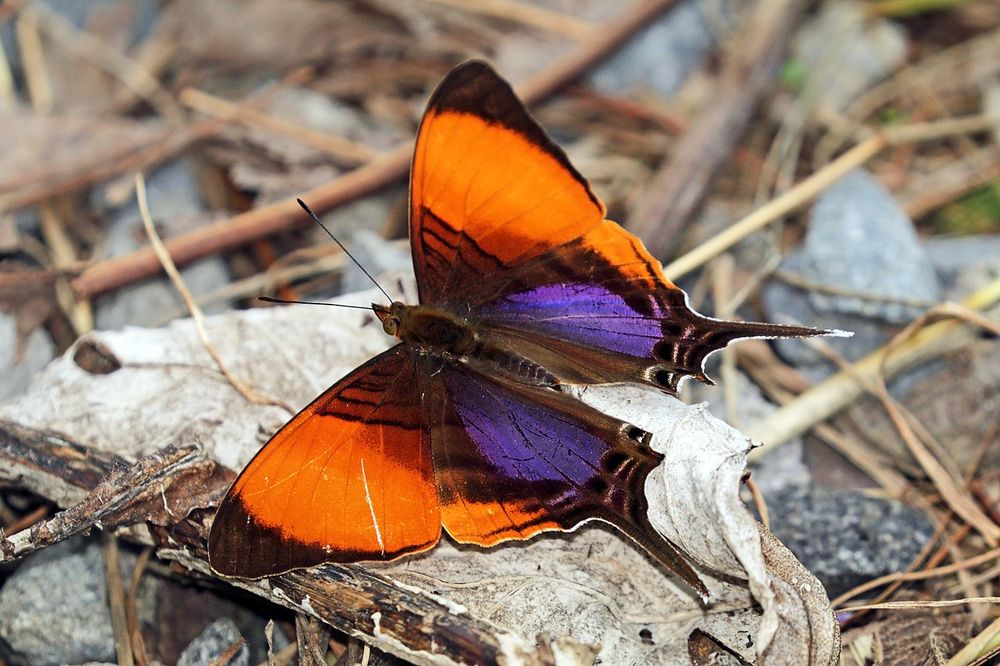 Bunter Schmetterling in orange/graubraun mit je einem großem, blauschimmernderndem Fleck und Schwänzchen am Flügel (Oberseite)