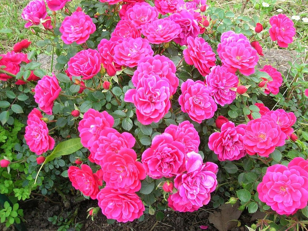 Viele magentafarbene Rosenblüten und dunklere, gerade aufgehende Blütenknospen über kleinblättrigem Rosenlaub.