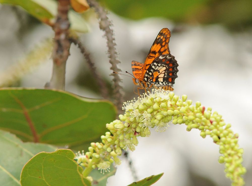 Schmetterling mit braun oranger Flügelober- und bunter (schwarz/weiß/orange/rot) Flügelunterseite.