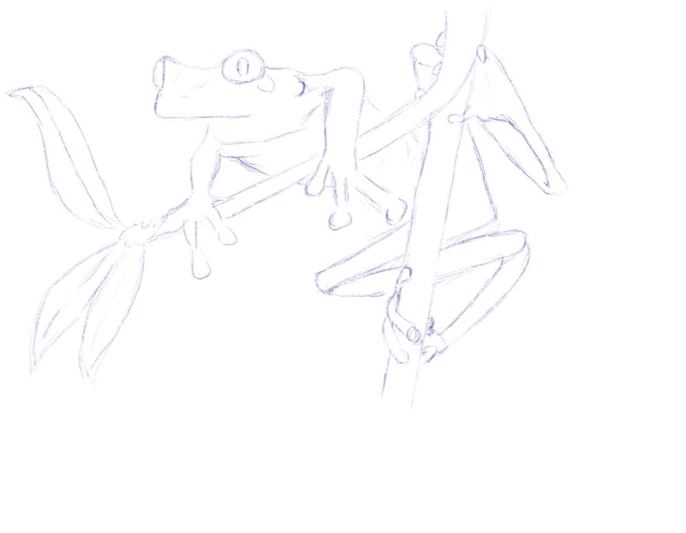 A digital sketch of a Red-Eyed Tree Frog. Very loose, no color.
