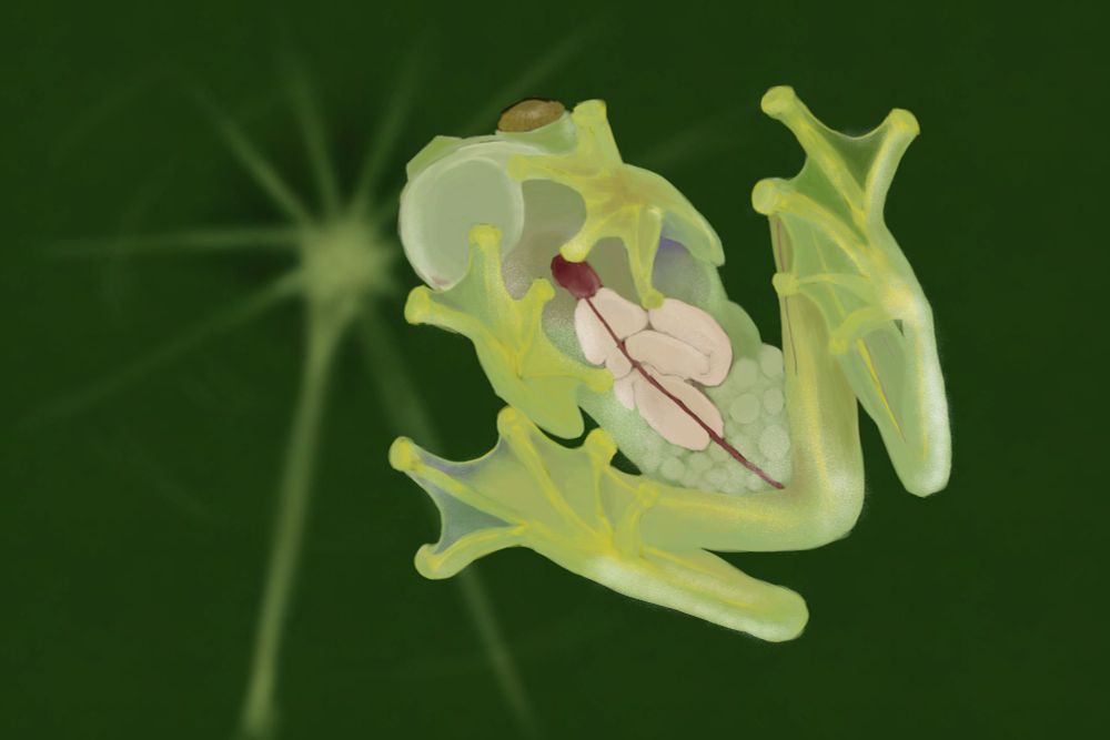 A digital painting of a species of frog known as the Glass Frog. Its skin is transparent, its internal organs are visible from the outside.