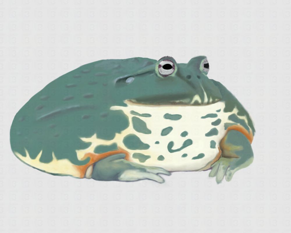 A digital painting of a large Pixie Frog. It is a drab green with orange and yellow bursts where the front legs meet the body.