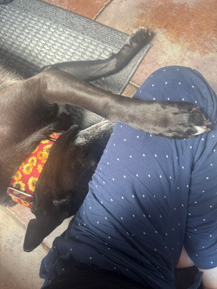 black german shepherd/pitbull mix cuddles 