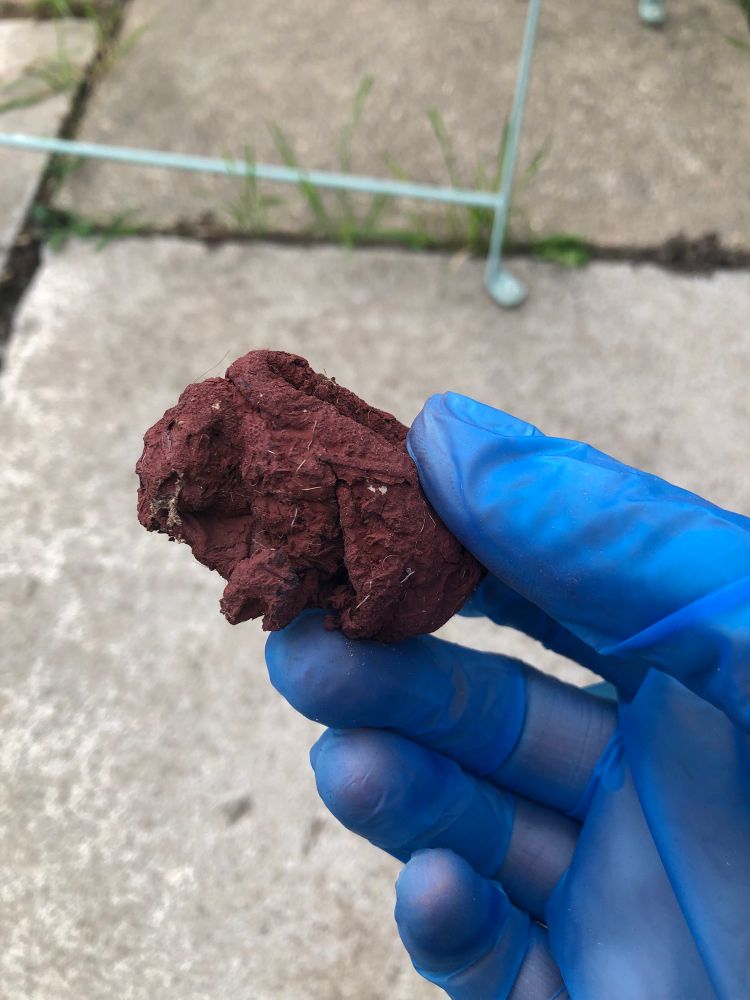 My blue gloved hand holds a piece of preserved venison as part of an ochre(ish) experiment. 