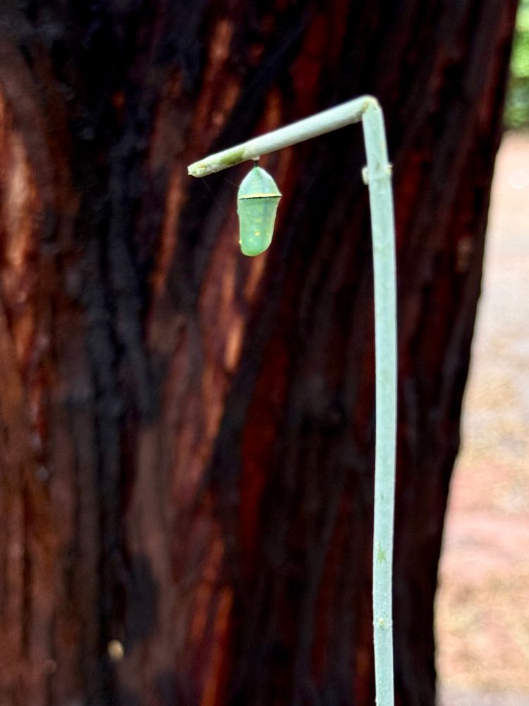 A Queen Butterfly chrysalis hanging from a desert milkweed branch, in brilliant green with little iridescent gold flakes along the outer shell, as well as along the rim of the cap. It is contrasted beautifully against the dark bark of a mesquite tree. 