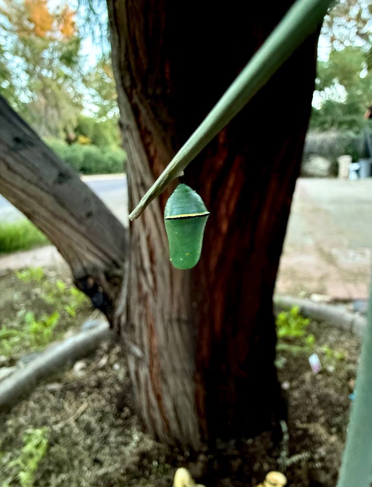 A picture of a dark green Queen Butterfly chrysalis hanging from a desert milkweed branch in front of the dark brown bark of a mesquite tree. There is shimmering gold along the rim of the cap as well as on the lower base of the chrysalis shell. The chrysalis is darkening in color uniformly now, as opposed to just along the top of the cap! 