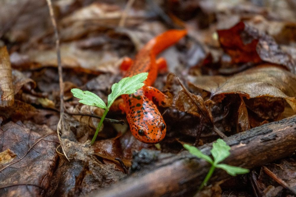 Black-chinned red salamander on the forest floor. Leaves decay around it while two sprigs of green rise above the detritus, one over the salamander's head. The salamander is a bright red color with black eyes, black dots along its back, and a black chin.