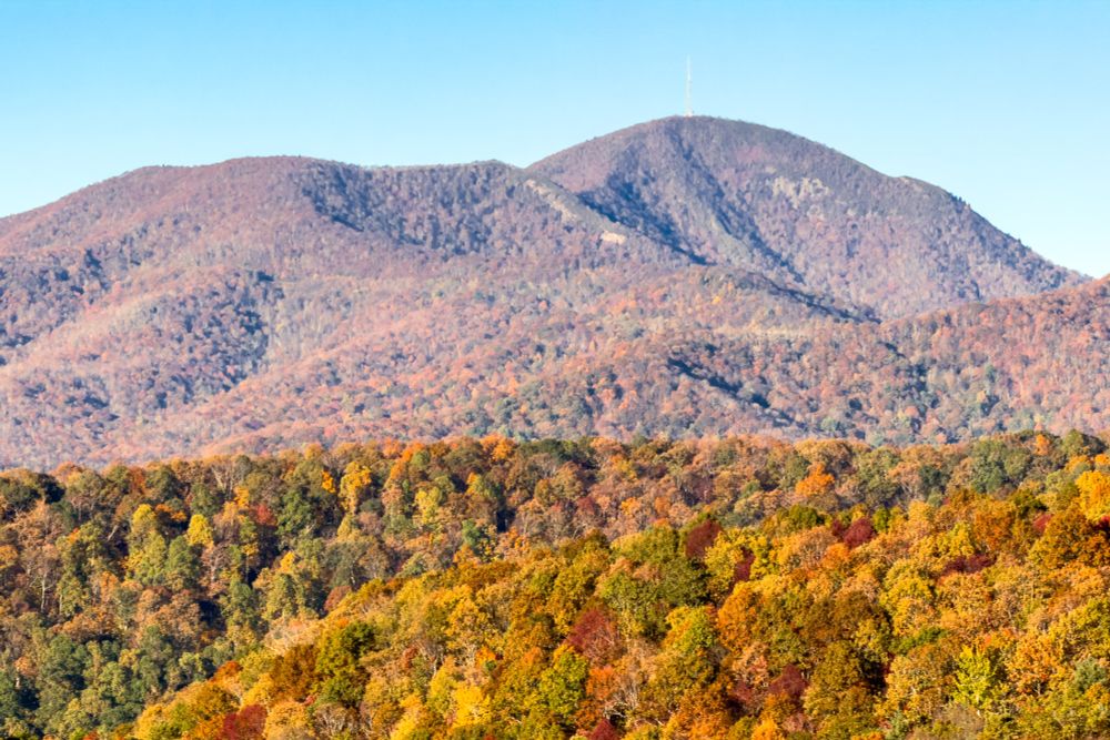 Fall color in the Blue Ridge Mountains. Mt Pisgah stands in the background, its color well past peak. In the foreground, a forested ridge shows off the reds, oranges, and yellows of autumn.