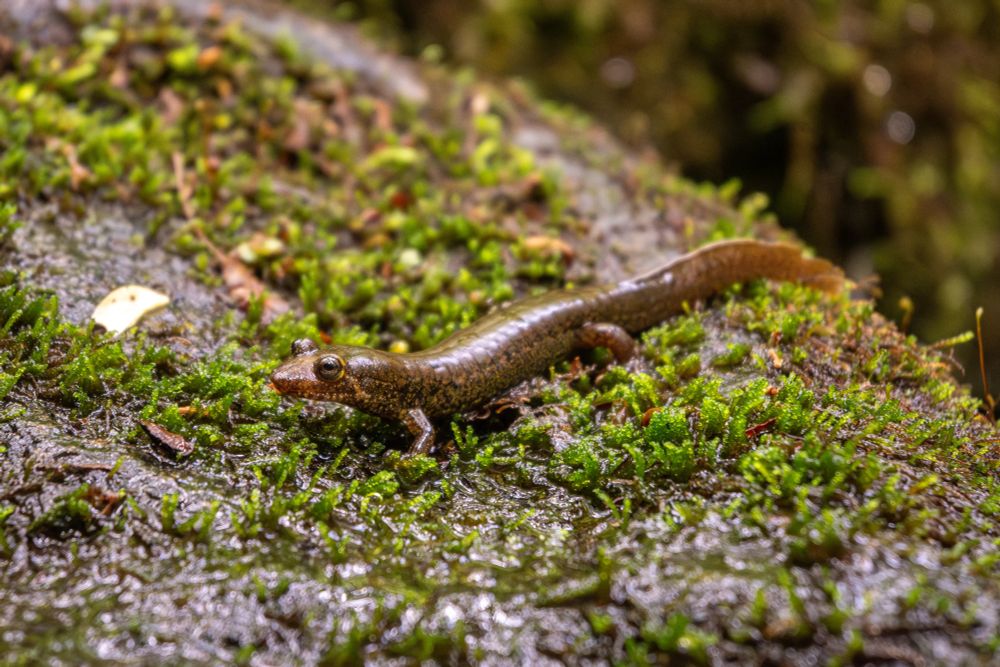 A dusky salamander (genus Desmognathus), probably a black-bellied? It sits on a mossy rock by a stream. The salamander is brown overall with intricate stipple patterns of black, gold, and orange along its sides.